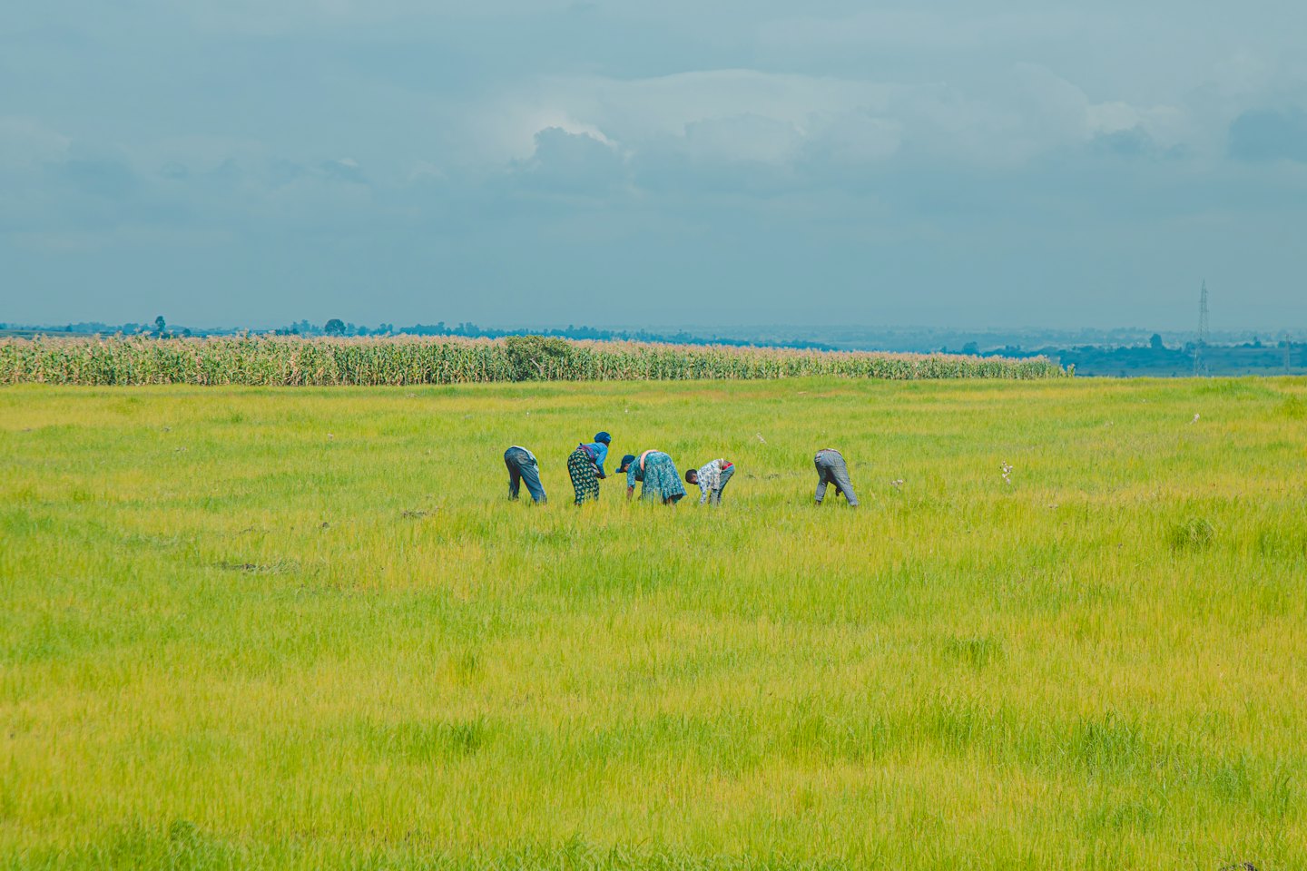 Cinque contadini che curano i raccolti in un grande campo agricolo.